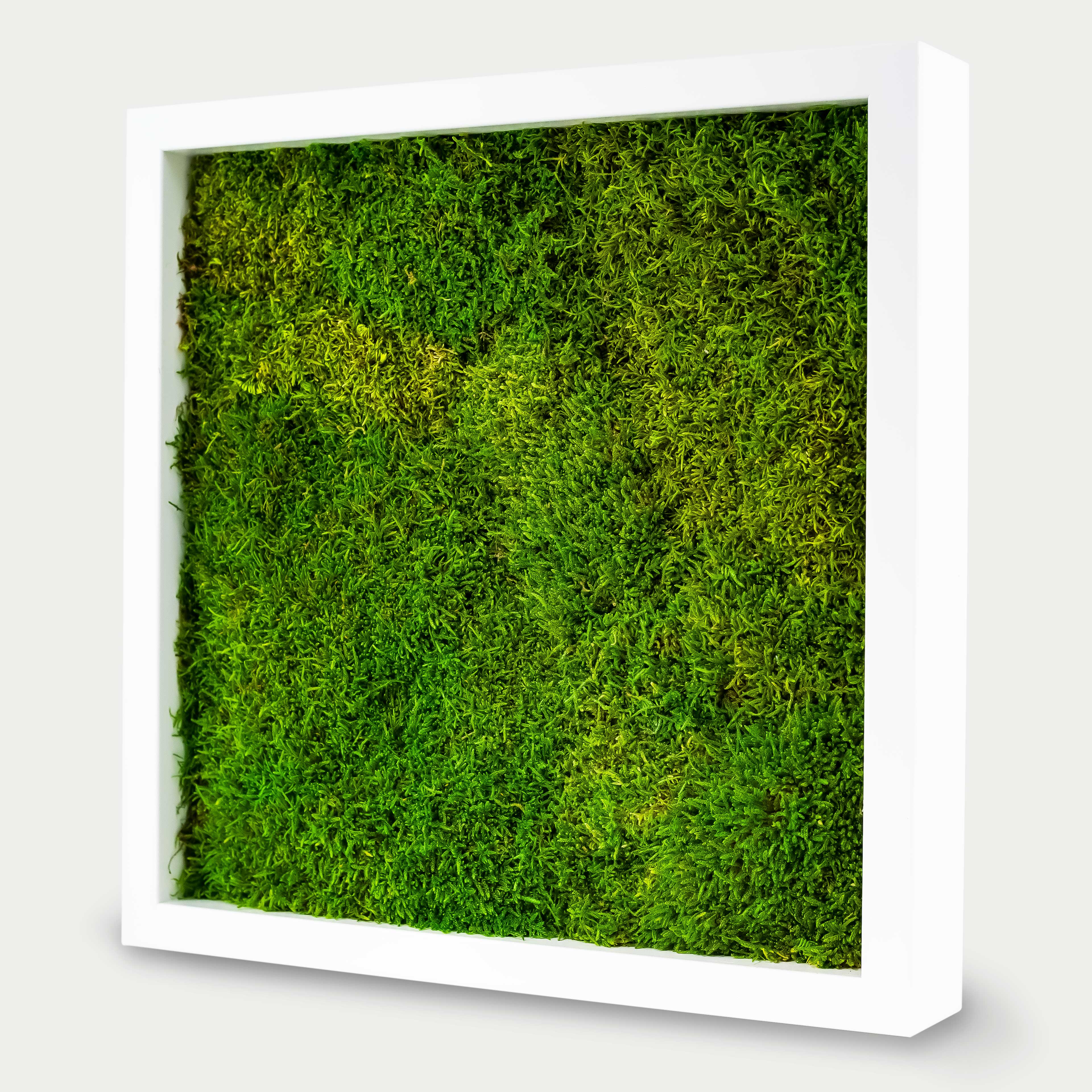 Quadratisches Flachmoosbild - 40 x 40 cm