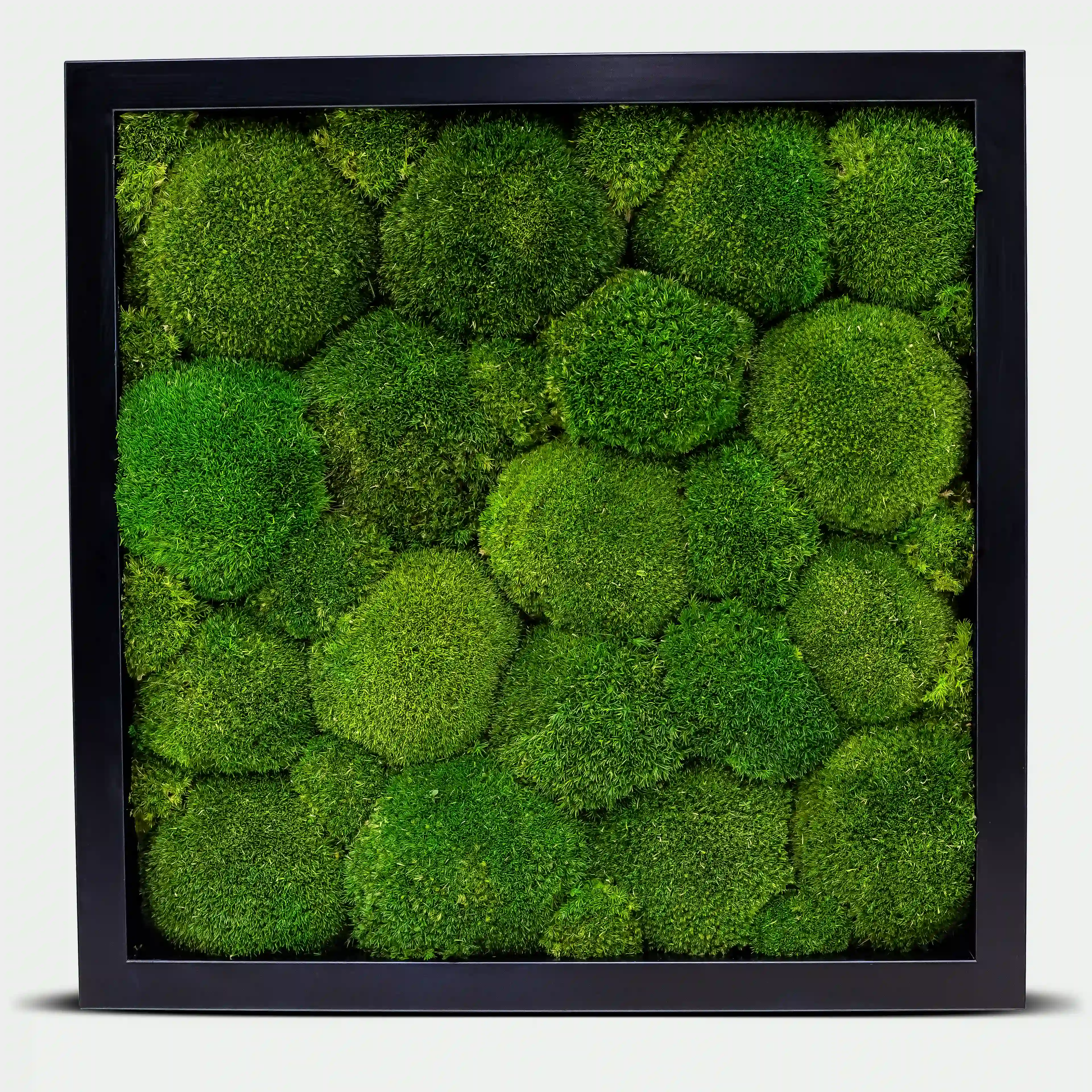 Quadratisches Kugelmoosbild - 40 x 40 cm