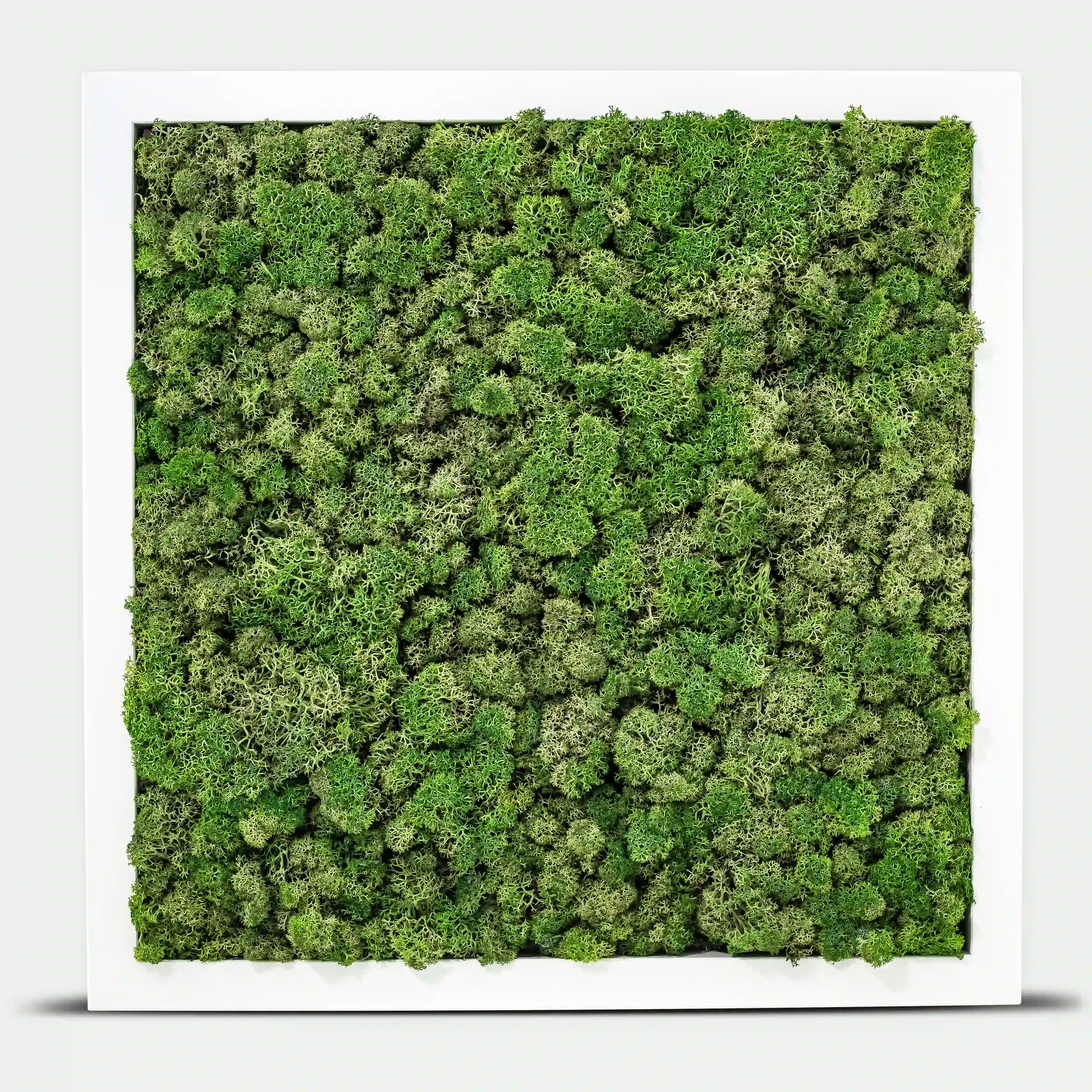 Quadratisches Islandmoosbild - 40 x 40 cm